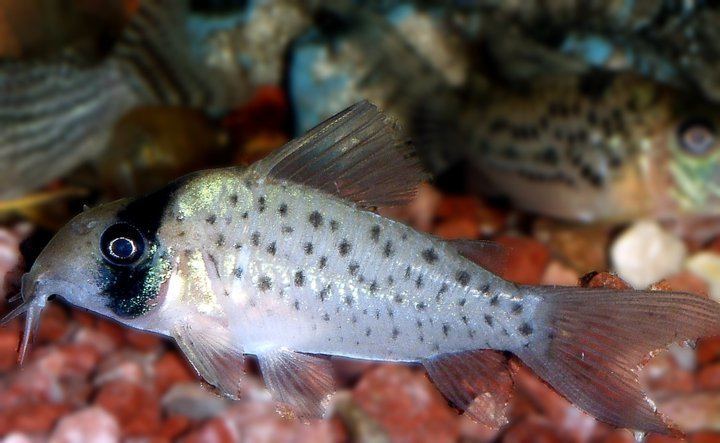 Corydoras atropersonatus Corydoras Atropersonatus AquaticQuotientcom Photo Gallery