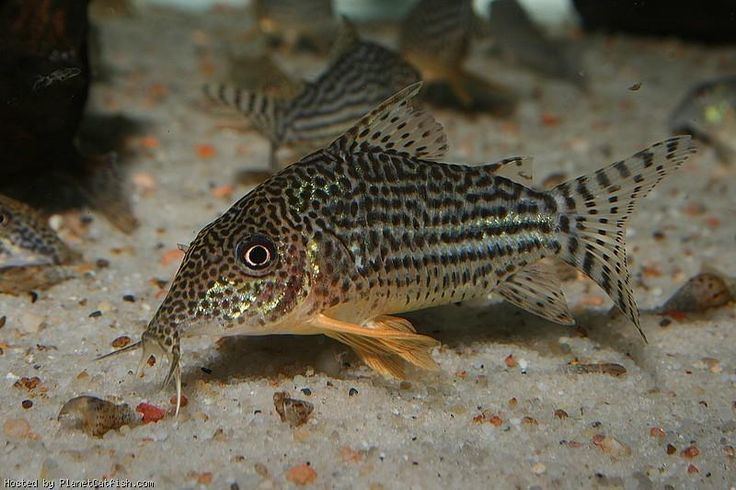 Corydoras haraldschultzi Corydoras haraldschultzi Catfish and Loaches Pinterest