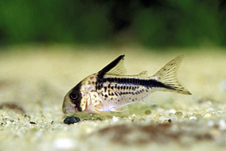 Corydoras loxozonus Corydoras loxozonus Seriously Fish