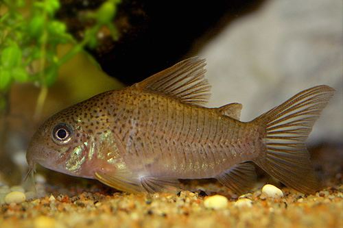 Corydoras polystictus Corydoras polystictus Akvaforumno Akvarieforum akvarium og