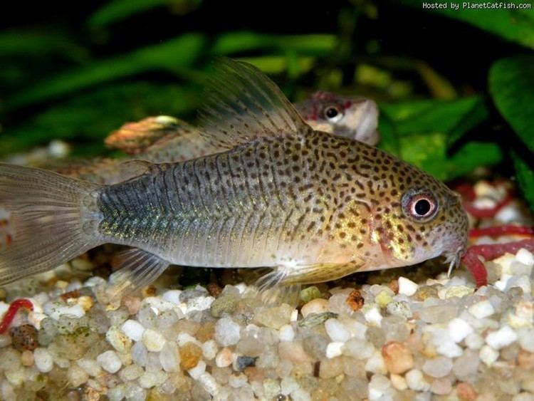 Corydoras polystictus httpsacuarioadictosnone1416823692netdnasslc