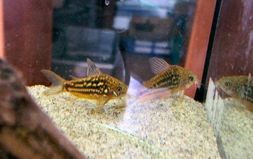 Corydoras undulatus Corydoras undulatus