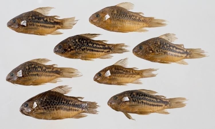 Corydoras undulatus artedinrmsenrmfishimagestNRM31483jpg