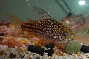 Corydoras undulatus My Corydoras