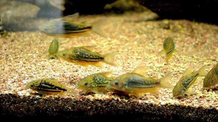 Corydoras undulatus Corydoras undulatus YouTube