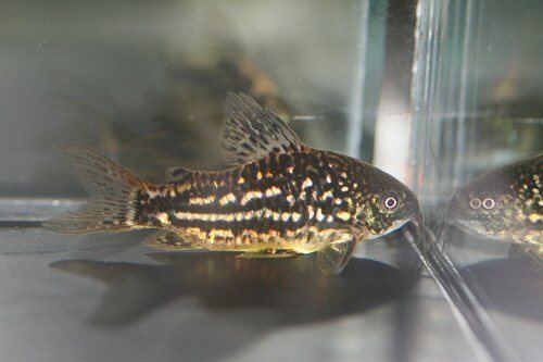 Corydoras undulatus Corydoras undulatus