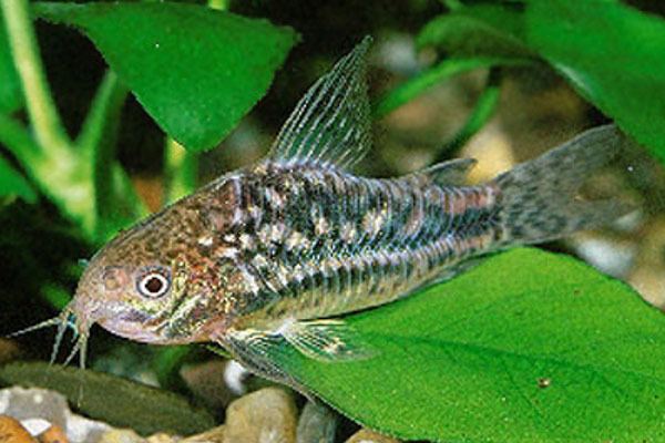 Corydoras undulatus Undulatus corydoras Catfish Fish Smiths Aquarium