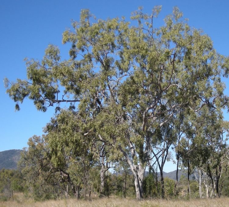 Corymbia uploadwikimediaorgwikipediacommonsaabCorymb