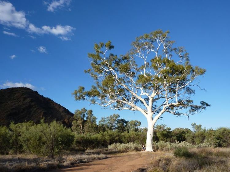 Corymbia aparrerinja Tree Register National Register of Big Trees