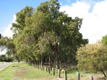 Corymbia calophylla Untitled Document