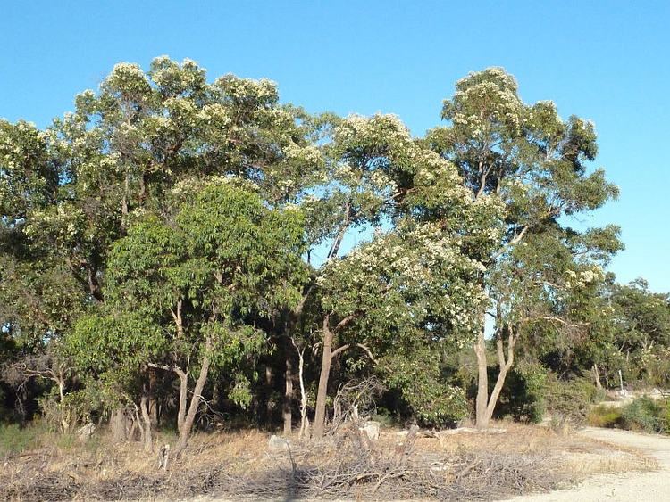 Corymbia calophylla Corymbia calophyllaFriends of Queens Park Bushland Friends of
