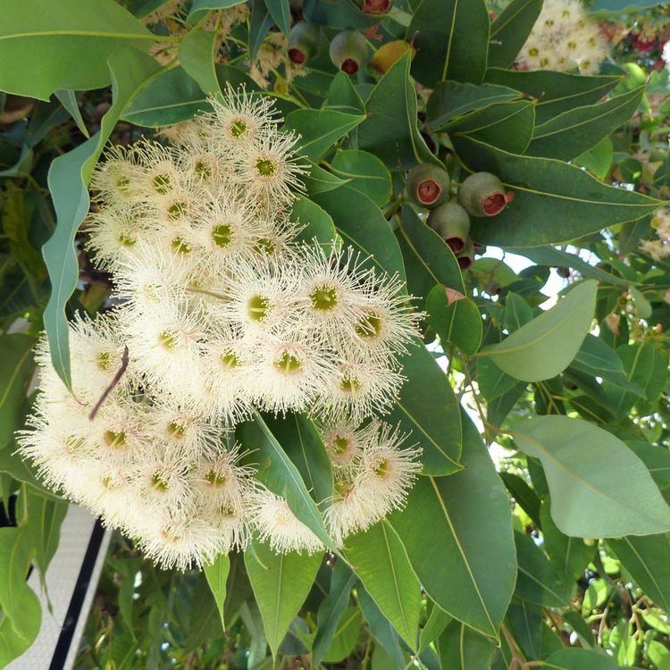 Corymbia calophylla Australian Seed CORYMBIA calophylla syn Eucalyptus calophylla