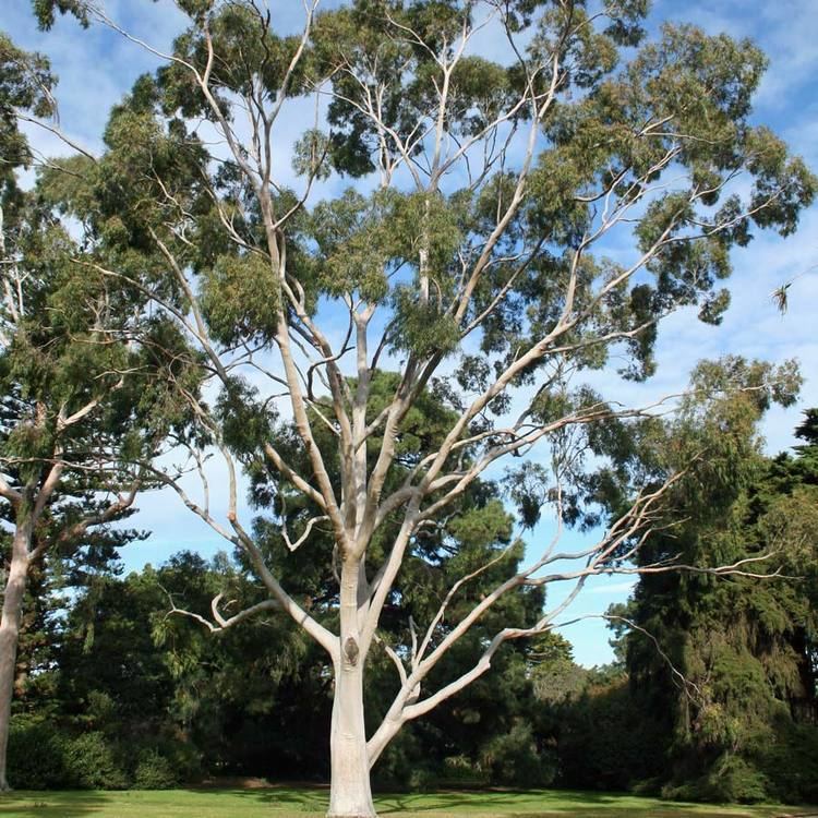 Corymbia citriodora Australian Seed CORYMBIA citriodora syn Eucalyptus citriodora