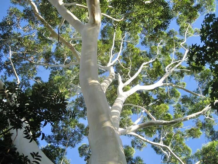 Corymbia citriodora GardensOnline Corymbia citriodora