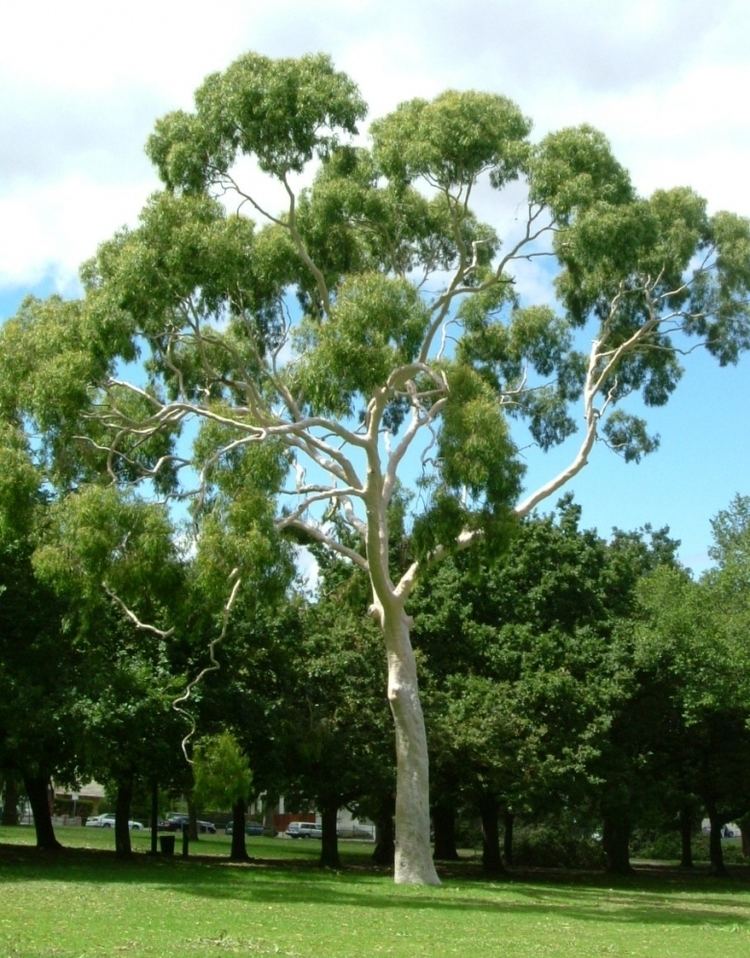Corymbia citriodora Arbornet Quality Advanced Trees