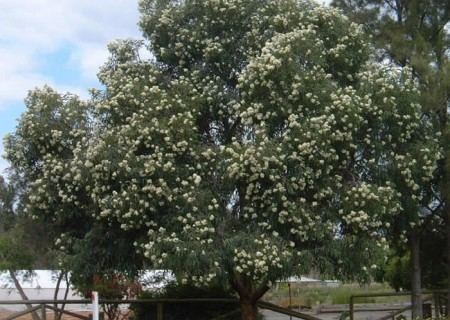Corymbia eximia Corymbia Eucalyptus eximia Metropolitan Trees