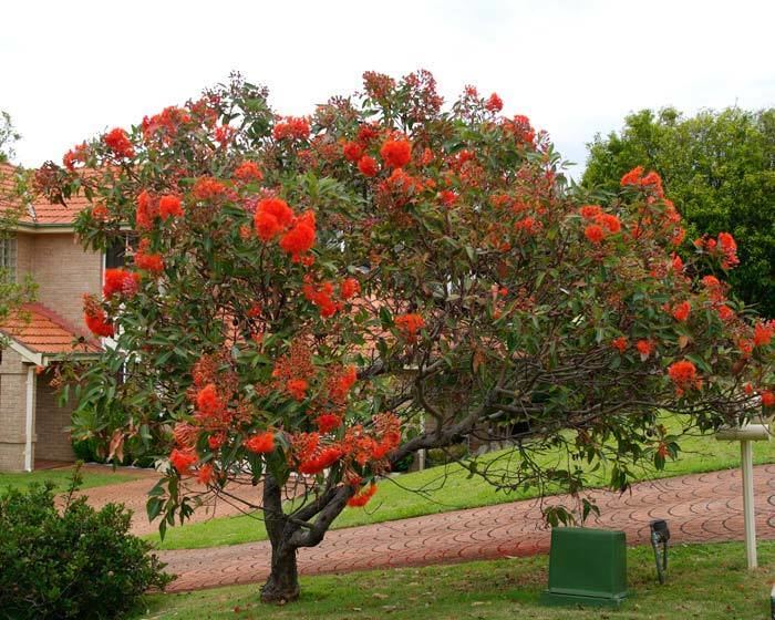 Corymbia GardensOnline Corymbia ficifolia syn eucalyptus ficifolia