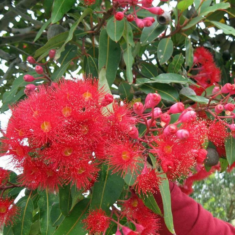Corymbia ficifolia Australian Seed CORYMBIA ficifolia syn Eucalyptus ficifolia