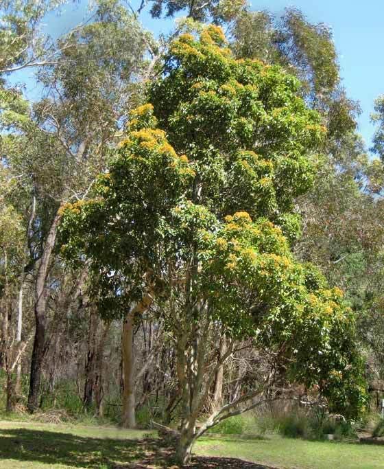 Corymbia gummifera GardensOnline Corymbia gummifera syn Eucalyptus gummifera