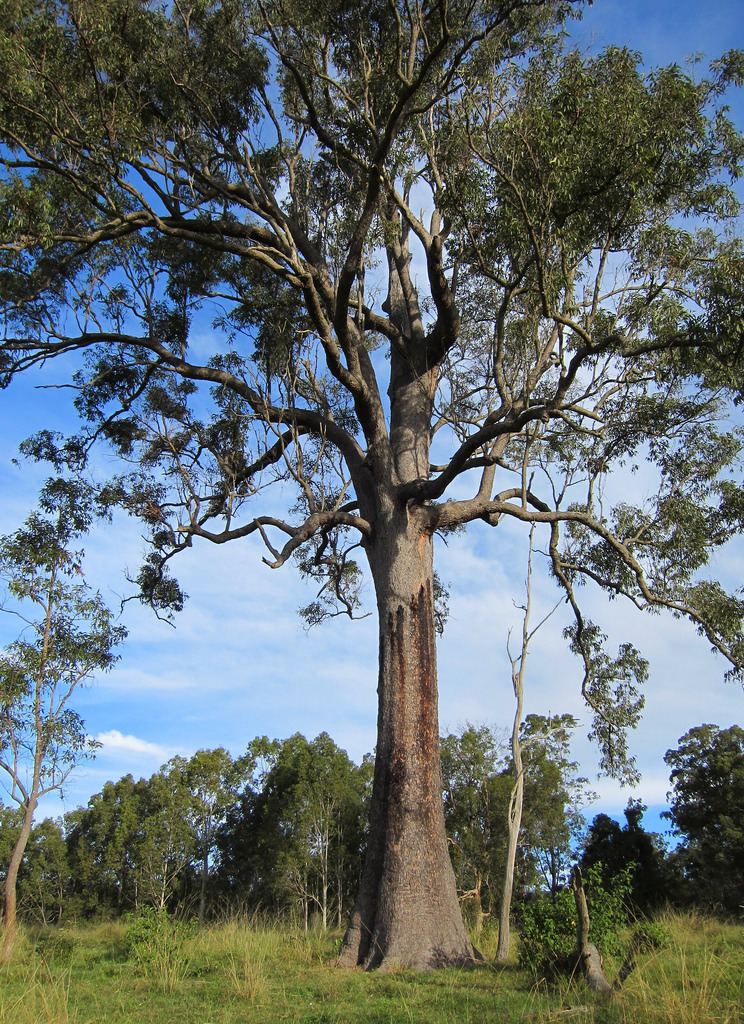 Corymbia intermedia - Alchetron, The Free Social Encyclopedia