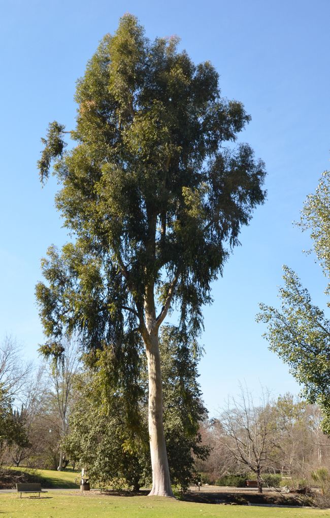 Corymbia maculata UFEI SelecTree A Tree Selection Guide