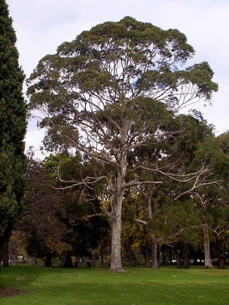 Corymbia maculata Corymbia maculata Eucalyptus maculata Spotted Gum Blerick Trees