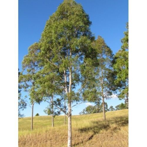 Corymbia maculata Buy Spotted Gum Online Plants