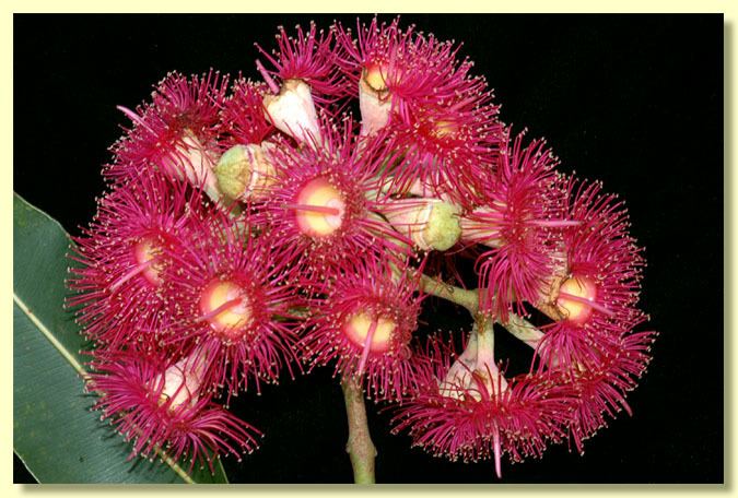 Corymbia ptychocarpa Factsheet Corymbia ptychocarpa subsp aptycha