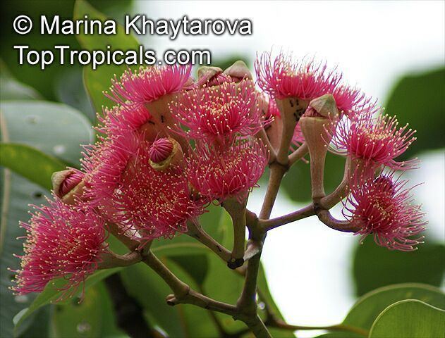 Corymbia ptychocarpa Corymbia ptychocarpa Eucalyptus ptychocarpa Swamp Bloodwood Red