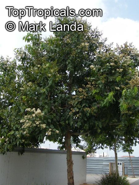 Corymbia torelliana Corymbia torelliana Eucalyptus torelliana Cadaga Cadaghi Gumtree
