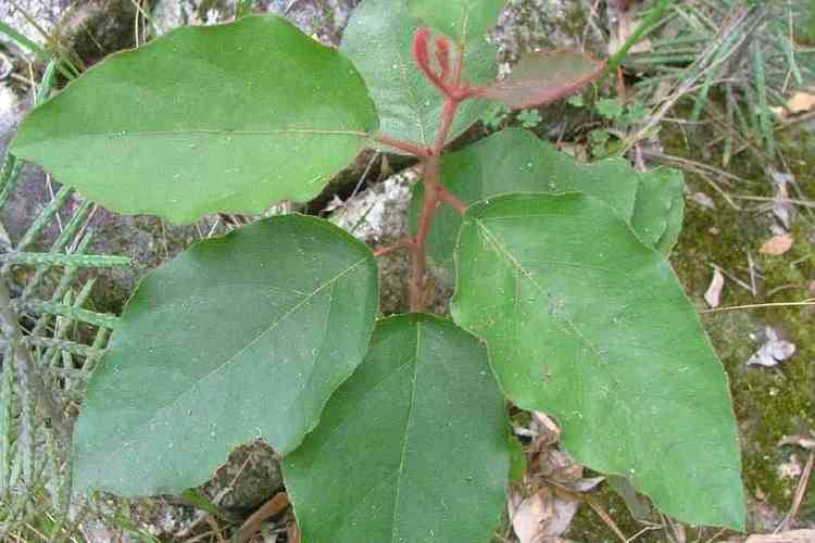 Corymbia torelliana Corymbia torelliana