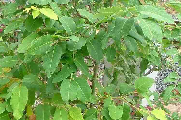 Corymbia torelliana Corymbia torelliana