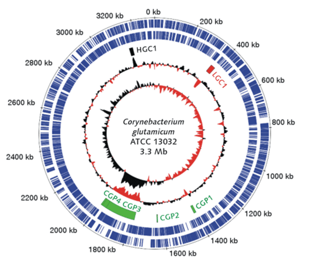 Corynebacterium glutamicum httpswww13cfluxnetmodelsCorynebacteriumglu