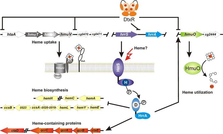 Corynebacterium glutamicum Control of Heme Homeostasis in Corynebacterium glutamicum by the Two