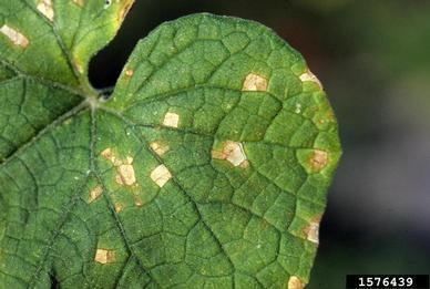 Corynespora cassiicola Corynespora leaf spot Corynespora cassiicola Berk amp MA Curtis