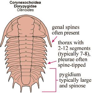 Corynexochida Pictorial Guide to the Trilobite Order Corynexochida