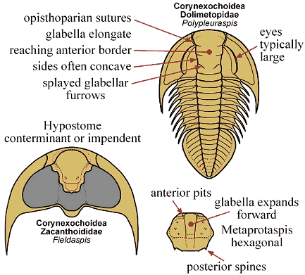 Corynexochida Pictorial Guide to the Trilobite Order Corynexochida