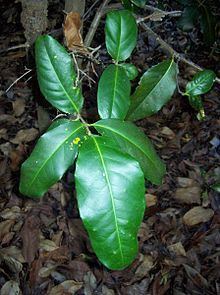 Corynocarpus rupestris httpsuploadwikimediaorgwikipediacommonsthu