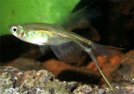 Corynopoma riisei Corynopoma riisei Swordtail characin Tropical Fish Diszhalinfo