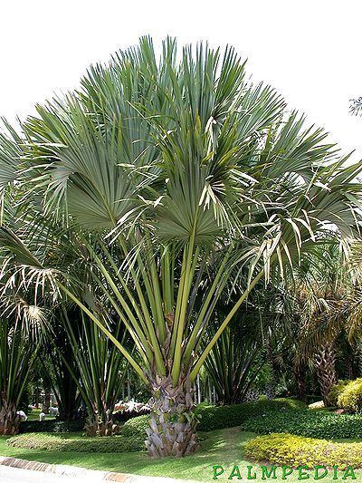Corypha lecomtei Corypha lecomtei Palmpedia Palm Grower39s Guide