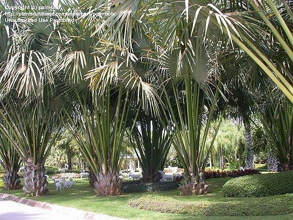Corypha lecomtei Corypha lecomtei Palmpedia Palm Grower39s Guide