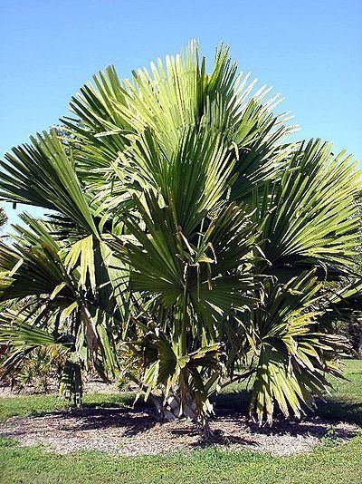 Corypha taliera Corypha taliera Palmpedia Palm Grower39s Guide
