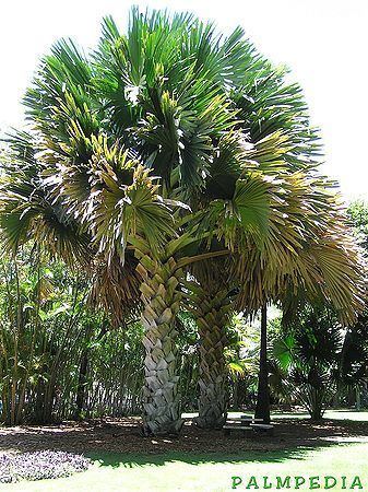 Corypha umbraculifera Corypha umbraculifera Palmpedia Palm Grower39s Guide