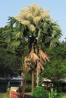 Corypha umbraculifera httpsuploadwikimediaorgwikipediacommonsthu