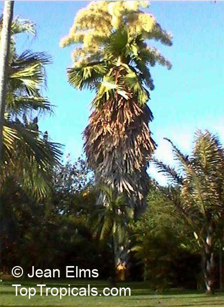 Corypha umbraculifera Corypha umbraculifera Talipot Palm Buri TopTropicalscom