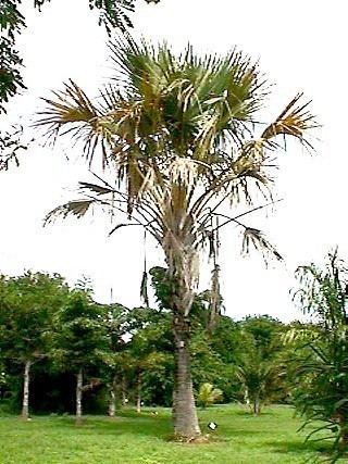 Corypha utan Corypha utan Palmpedia Palm Grower39s Guide