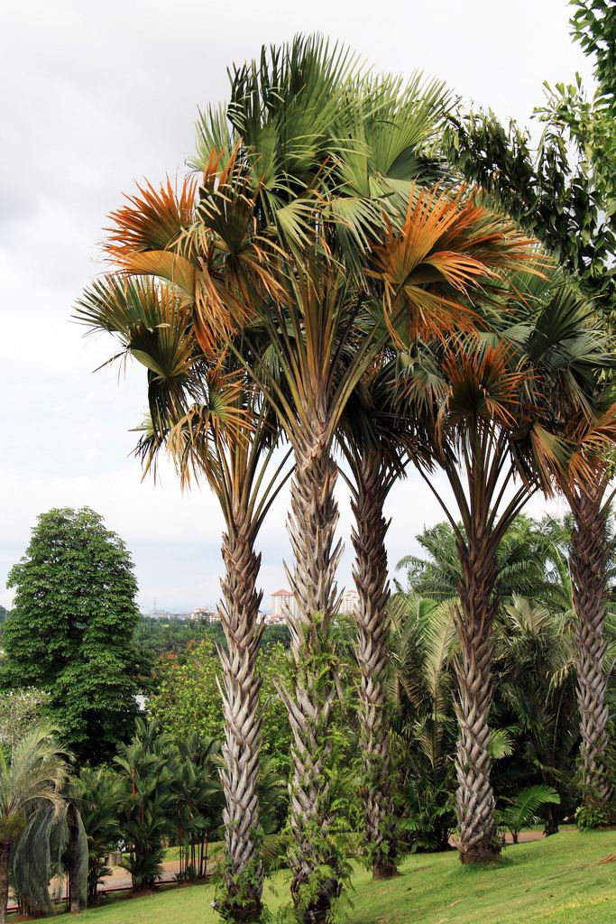 Corypha utan Corypha utan Lam Putrajaya Botanical Gardens Putrajaya Flickr