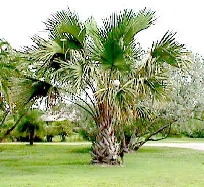 Corypha utan Corypha utan Palmpedia Palm Grower39s Guide