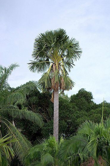 Corypha utan Corypha utan Palmpedia Palm Grower39s Guide