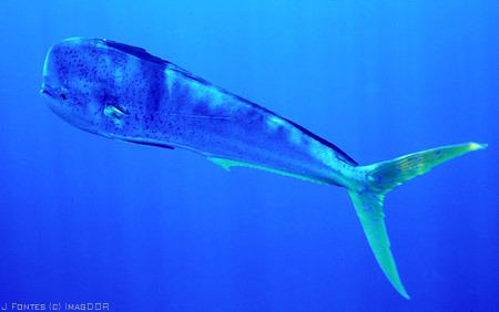 Coryphaena Common Dolphinfishes Coryphaena hippurus MarineBioorg